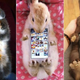Image for article titled Don't Use Real Rabbits as Your Smartphone Case
